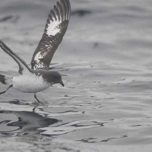 Cape Petrel