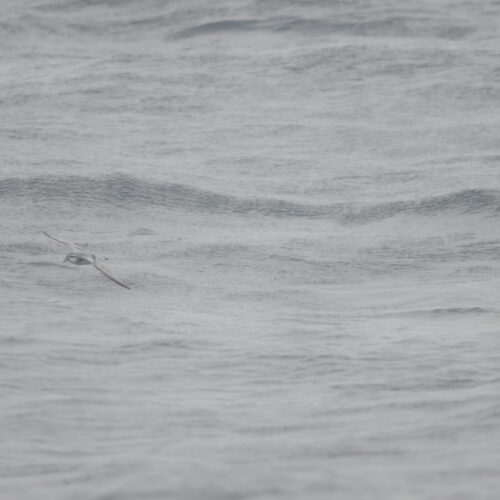 Antarctic Prion