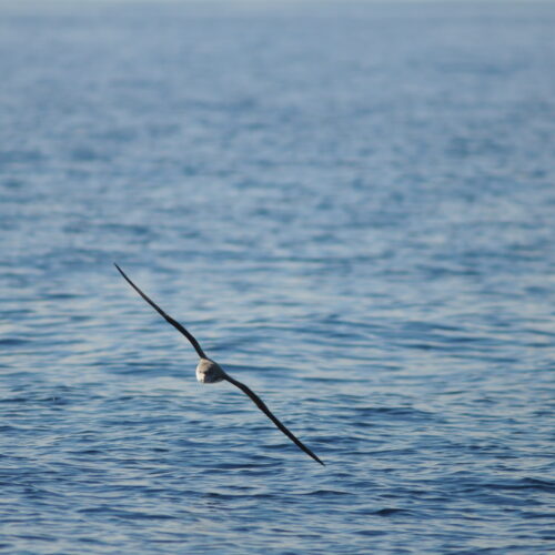 Cory's Shearwater