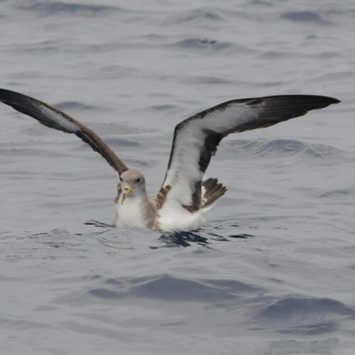 Cory's Shearwater