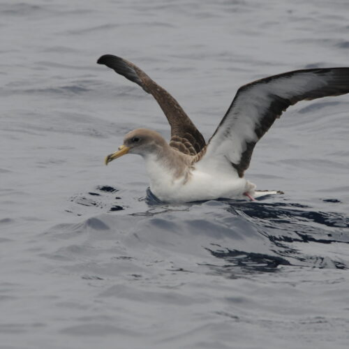 Cory's Shearwater