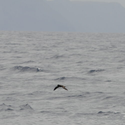 Buller's Petrel