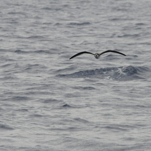 Fea's Petrel