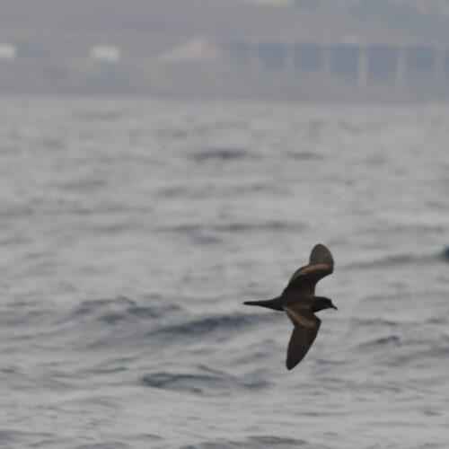 Buller's Petrel