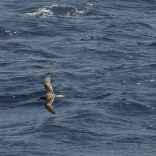 Fea's Petrel