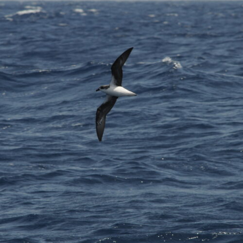 Fea's Petrel