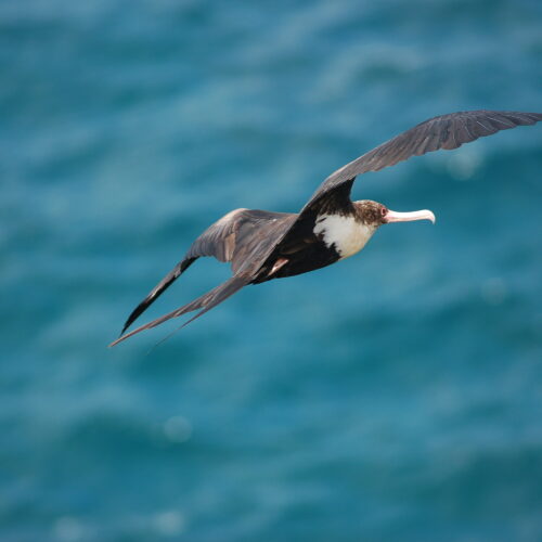 Great Frigatebird