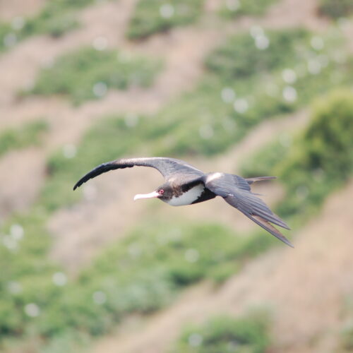 Great Frigatebird