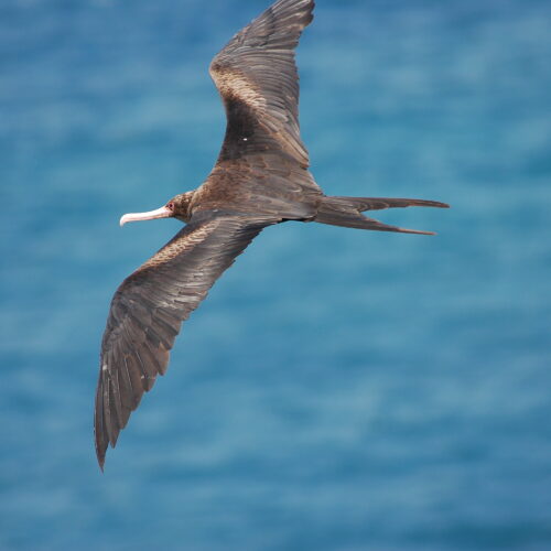 Great Frigatebird