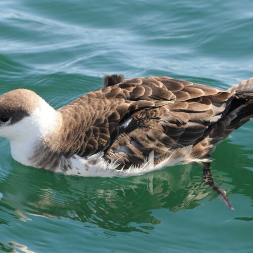 Great Shearwater