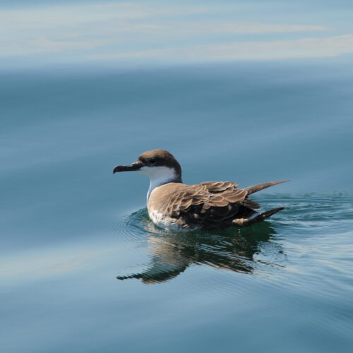 Great Shearwater