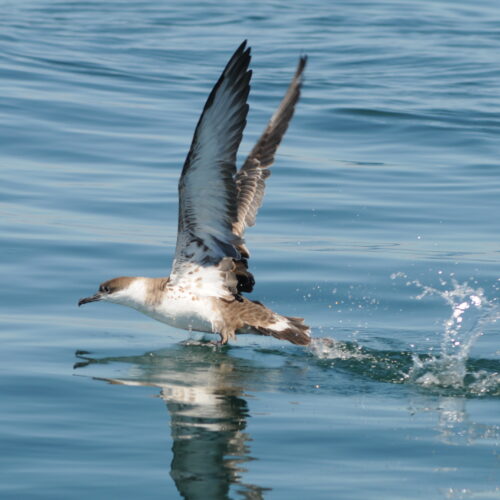 Great Shearwater