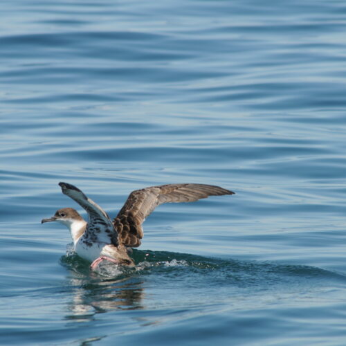 Great Shearwater