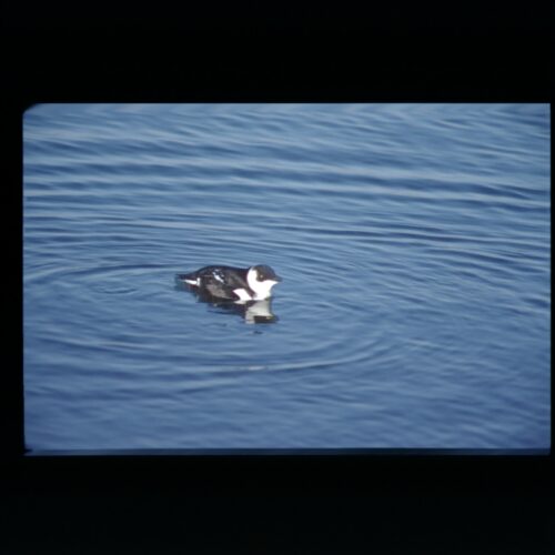 Little Auk