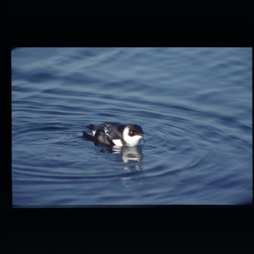 Little Auk