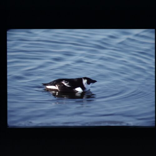 Little Auk