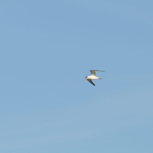 Royal Tern