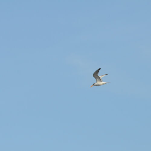 Royal Tern