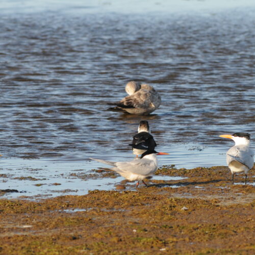 Elegant Tern