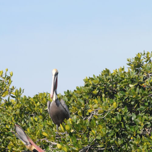 Brown Pelican