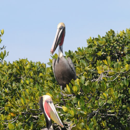 Brown Pelican