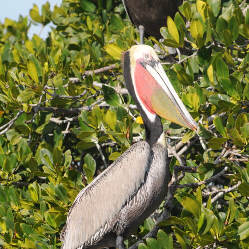 Brown Pelican