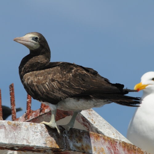 Brown Booby