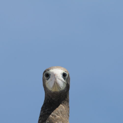 Brown Booby