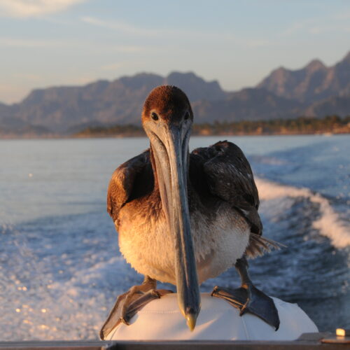 Brown Pelican