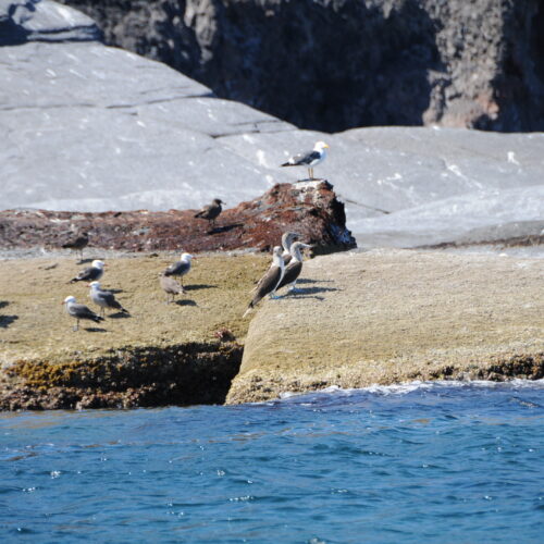 Blue footed Booby