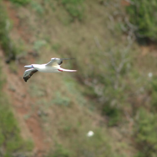 Red footed Booby