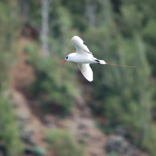 Red tailed Tropicbird