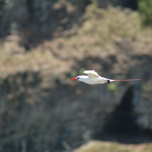 Red tailed Tropicbird