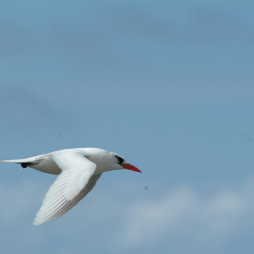 Red tailed Tropicbird