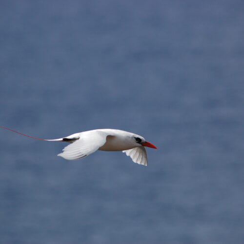 Red tailed Tropicbird