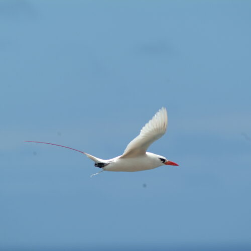 Red tailed Tropicbird