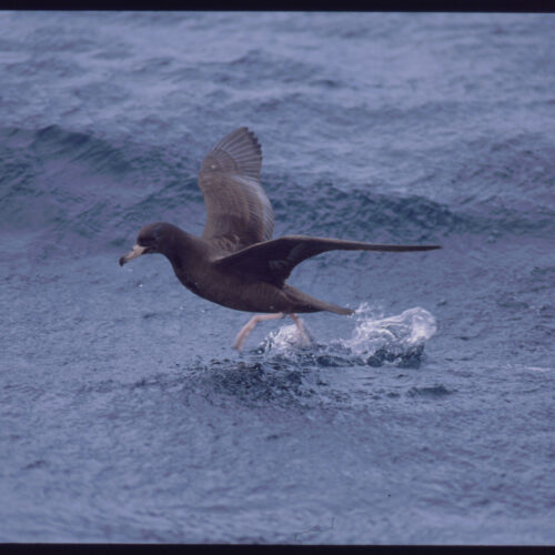 Flesh footed Shearwater