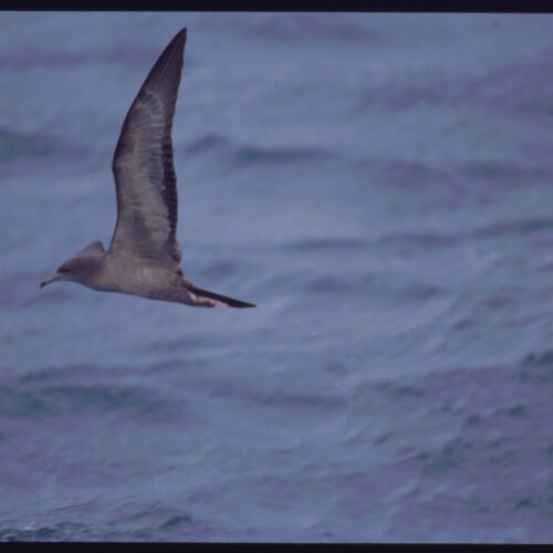 Flesh footed Shearwater