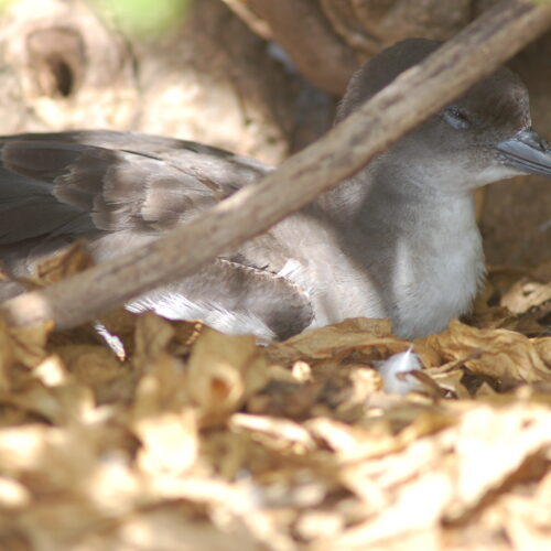 Wedge tailed Shearwater