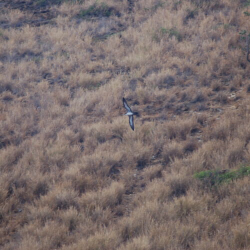 Wedge tailed Shearwater