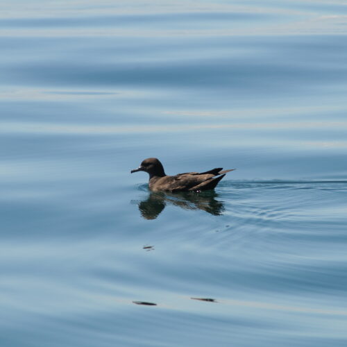 Sooty Shearwater