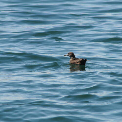 Sooty Shearwater