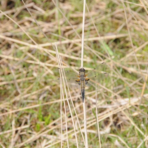 Libellula quadrimaculata Viervlek