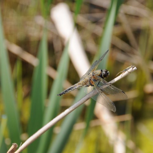 Libellula quadrimaculata Viervlek