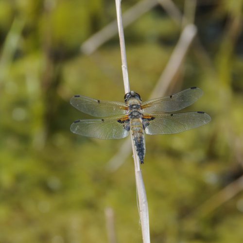 Libellula quadrimaculata Viervlek