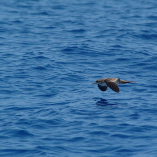 Wedge tailed Shearwater