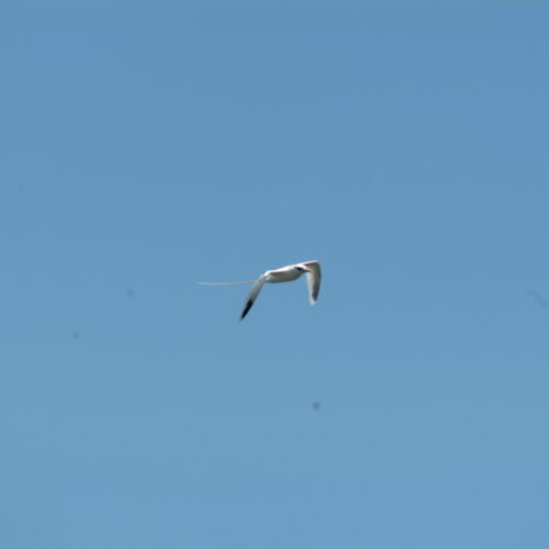 White tailed Tropicbird