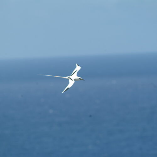 White tailed Tropicbird