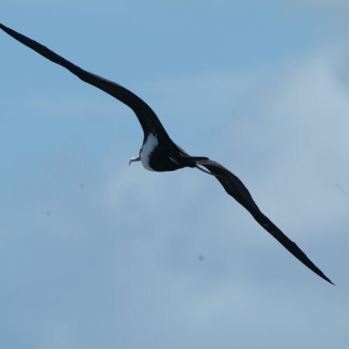 Great Frigatebird