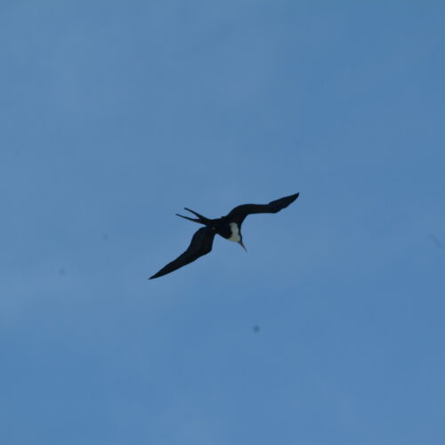 Great Frigatebird